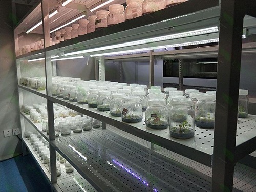 锡山植物组织培养实验室设计建设方案